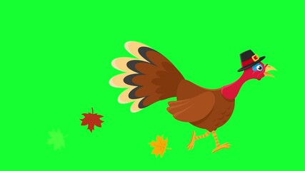 Thanksgiving turkey in hat running and autumn leaves flying out from under his paws on green background. Happy Thanksgiving