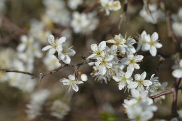 Fototapeta premium Close-up of delicate white flowers on a branch, showcasing nature's beauty in spring.