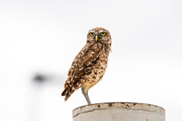 EL paso Owl