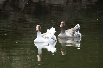 water, bird, swan, lake, animal, goose, nature, duck, pond, wildlife, white, river, birds, swimming, pelican, park, geese, animals, swim, green, wild, summer, beautiful, reflection
