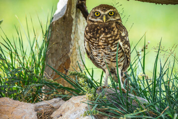 hoot
