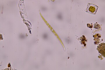 water drops on a leaf