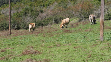 Vacas pastando en un prado verde