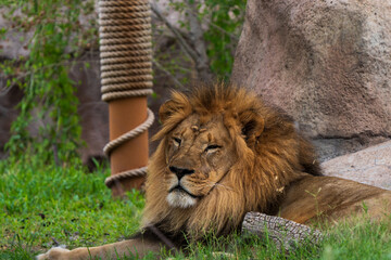 lion in zoo