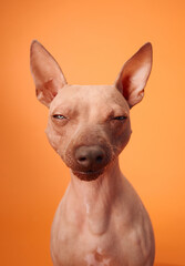 An American Hairless Terrier dog with half-closed eyes, exuding a calm and relaxed demeanor against an orange background.