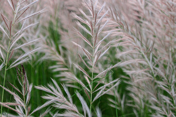 Fluffy white reeds grass flowers as background.