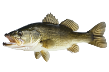 Largemouth bass fish on transparent background