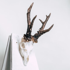 A beautiful roe buck trophy