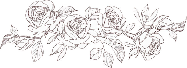 Continuous one line drawing bouquet of roses on a white background. vector illustration.