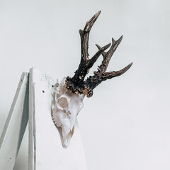 A beautiful roe buck trophy