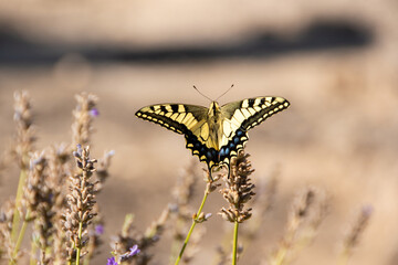 Papilio Machaon, mariposa