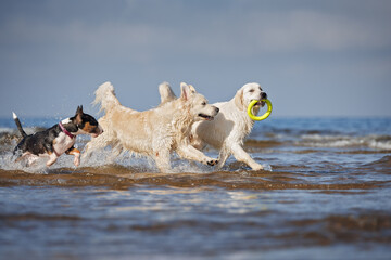 three happy dogs playing with a round toy in the sea water