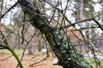Loneliness and sadness. The dry tree in the autumn forest park