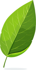 A leaf is shown in a white background. The leaf is green and has a leafy appearance