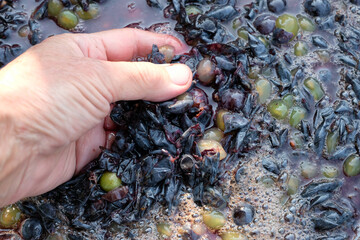 Female hands press grapes to make their own wine. Pressing grapes by hand. Squeezed grapes. Close...