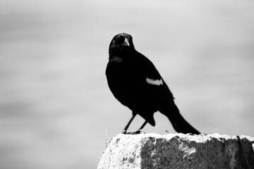 Red-Winged Bird