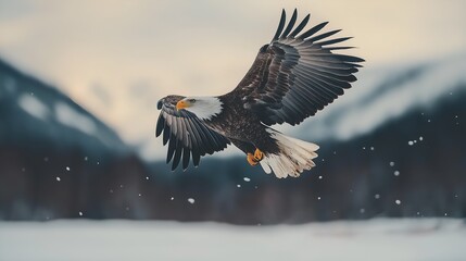 Nature's Majesty Unleashed: A Bald Eagle's Powerful Wingspread Cuts Through Twilight's Glow, Soaring Above Snow-Dusted Mountain Peaks in a Breathtaking Display of Wild Freedom