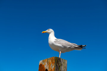 seagull on the beach