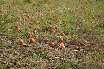 Kürbisfeld im Herbst vor der Ernte
