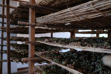 wine grapes drying on wooden racks
