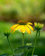 Detailed photo of Yellow Coneflower - selective focus