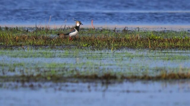 wader vanellus vanellus hunting in marshy areas
