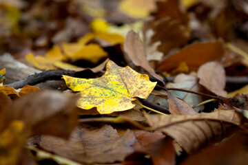 Autumn brown coloured fallen tree leaves - selective focus
