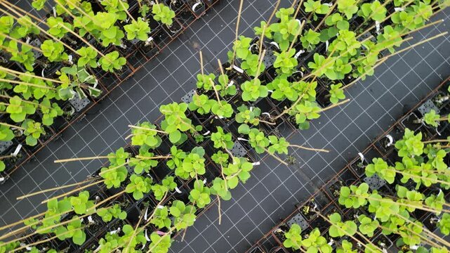 drone, agricoltura, coltivazione di piccole piante di kiwi
