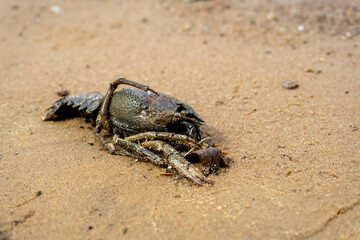 dead crayfish on the sandy shore.