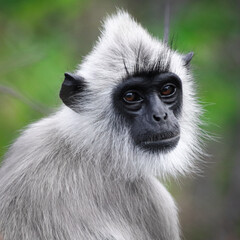 Monkey Langur
