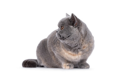 Obraz premium Excellent young blue tortie British Shorthair cat, laying down facing front. Looking side ways showing profile and round forehead. Isolated on a white background.