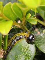 a caterpillar eats a boxwood plant Gardening