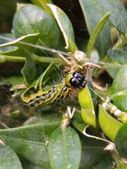 a caterpillar eats a boxwood plant Gardening