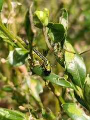a caterpillar eats a boxwood plant Gardening