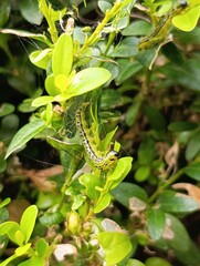 a caterpillar eats a boxwood plant Gardening