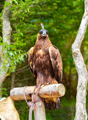 Close-up of a golden eagle wearing a cap covering its eyes. An eagle sits on a perch against a backdrop of green mountains. A bird of prey hunts for its prey. Falconry. National tradition of Asia.