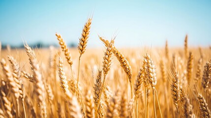 Fototapeta premium A peaceful wheat field swaying gently under the soft breeze 