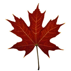Naklejka premium Maple leaf , red maple leaf in autumn, fall season isolated on white, transparent background