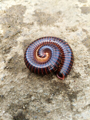 close up photo of a millipede coiled on concrete