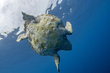 Loggerhead sea turtle is looking for food on the open ocean. Turtle near the ocean surface. Curious sea turtle in Atlantic ocean.	