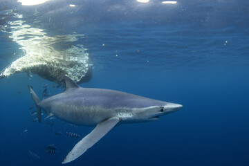 Fototapeta premium Blue shark is swimming around whale carcass. Apex predator in ocean. Diving with sharks around Azores islands. 
