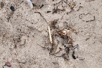 Dead crab and seaweed on a sandy beach at the Baltic Sea on a spring day in Rerik, Germany.