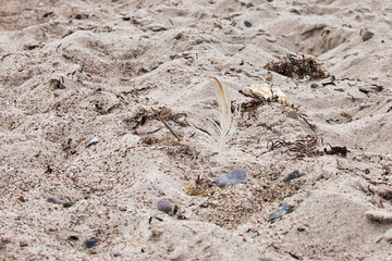White feather in the sand on a beach at the Baltic Sea on a spring day in Rerik, Germany.