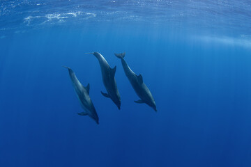 Fototapeta premium Bottlenose dolphin is swimming near the surface. Dolphin in Indian ocean.