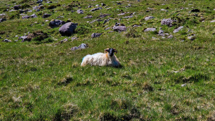 A goat finds a cozy spot to rest on the slopes of Carrauntoohil, perfectly at home amidst the breathtaking beauty of Ireland’s highest peak.