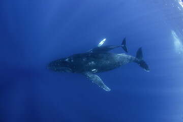 Pair of humpback whales near the surface. Whale mother with her calf. 