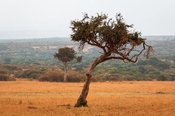 Obraz premium Solitary Tree in the Vast Grasslands of Masai Mara, Kenya