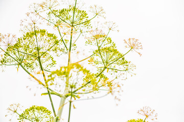 Yellow fennel flowers on a white background.