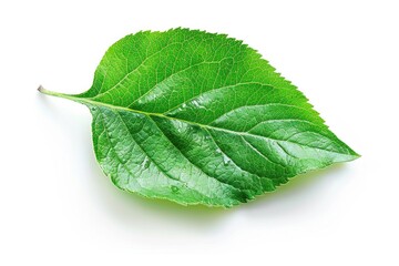 Fototapeta premium Single green leaf on a clean white background