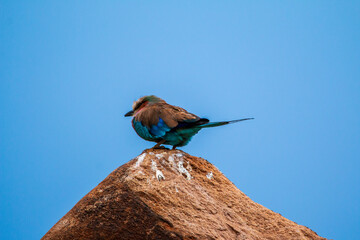 Lilac-breasted Roller Perched on a Rock in Masai Mara, Kenya